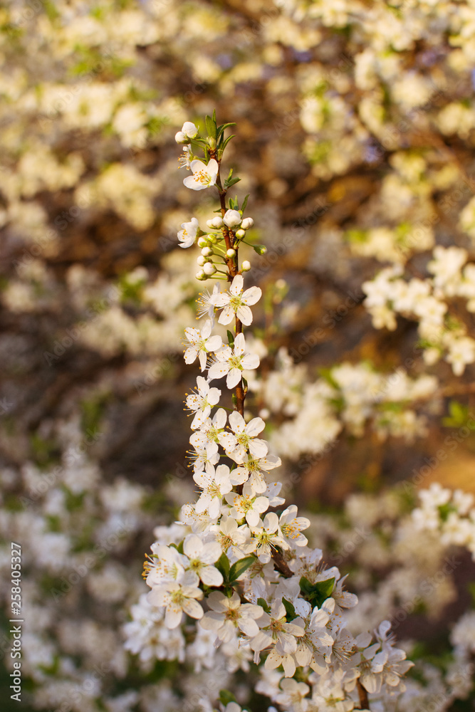 BRANCH PLUM BLOSSOM FLOWER ON SPRING TIME WITH SUNSET LIGHT.
