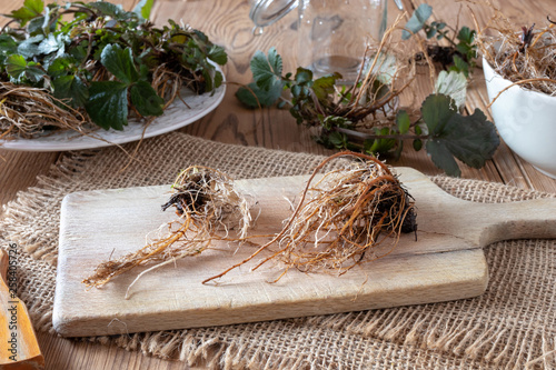 Young Herb Bennet roots on a table photo