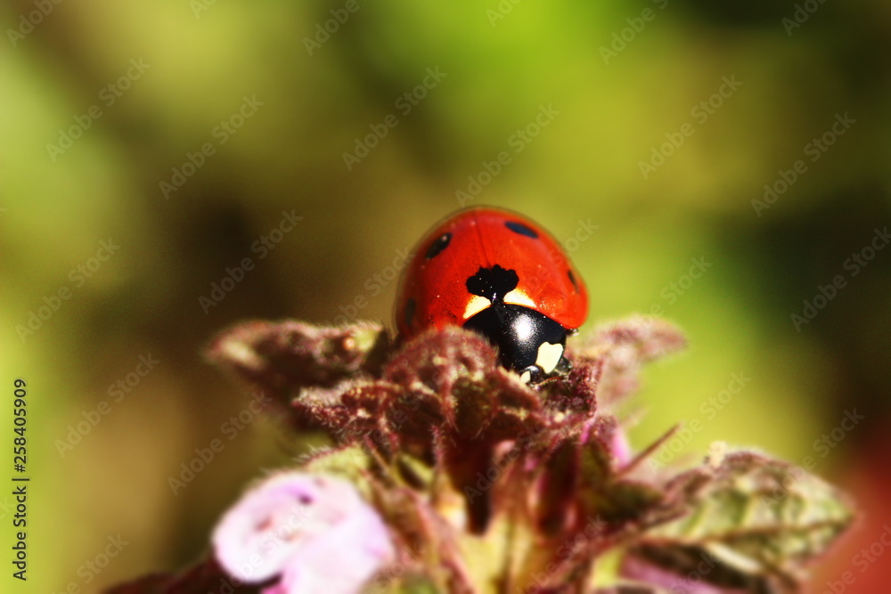 Obraz premium ladybug on a flower