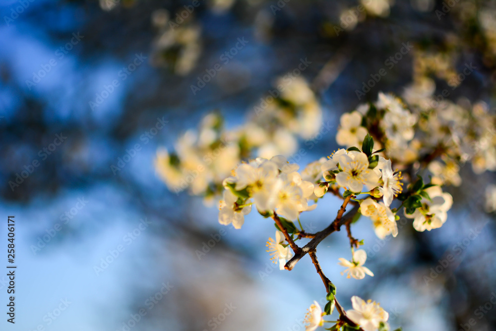 Branch with beautiful Wild plum blossoms on colorful nature background. Plum blossoms blooming in Japan. Horizontal, selective focus, blur.