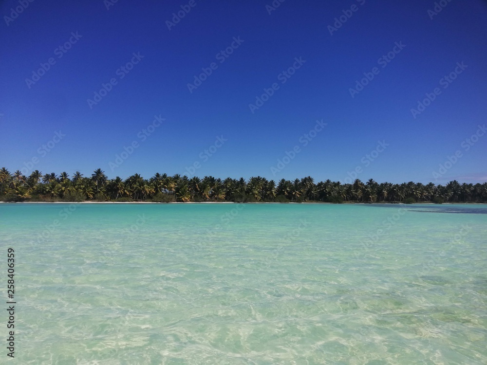 Fototapeta premium dav