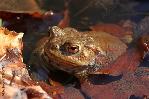 Weibliche Erdkröte (Bufo bufo) im Teich
