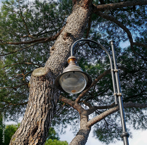 Un lampione della luce in un parco urbano con grandi pini marittimi e domestici. photo