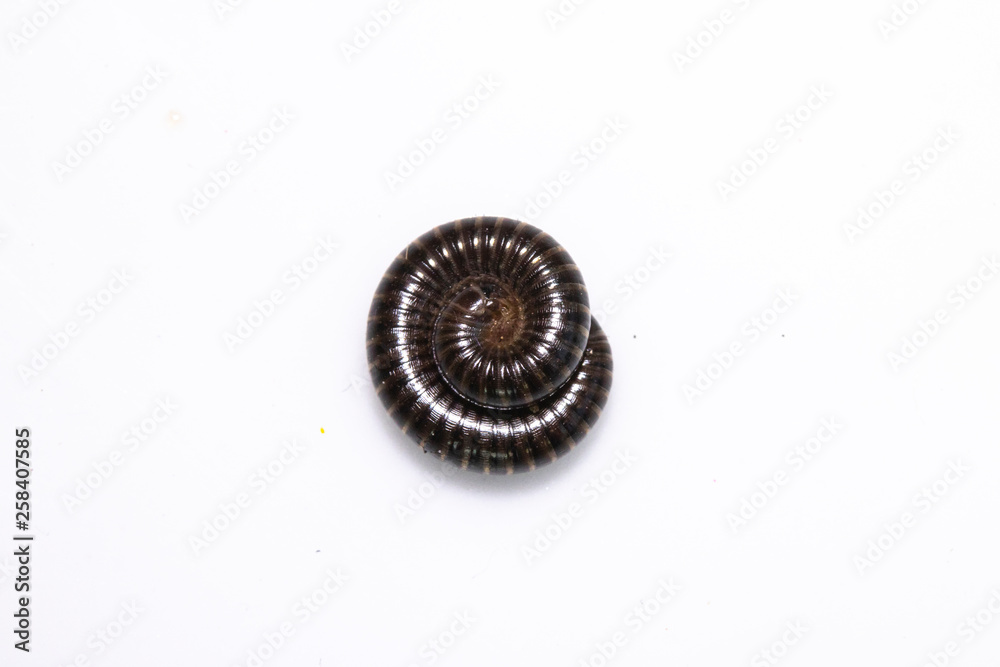 Small Millipede Bug Insect on White Background Small Millipede Bug Insect on White Background