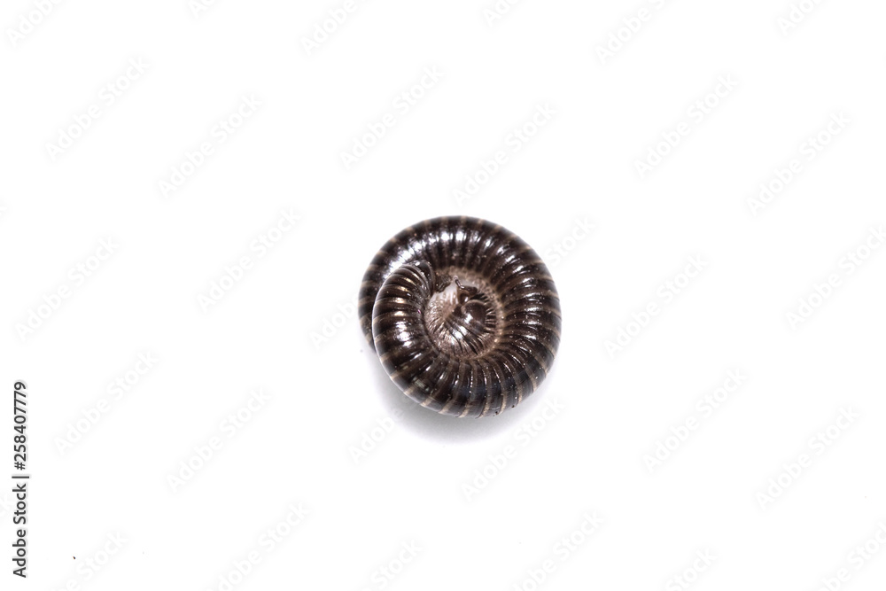 Small Millipede Bug Insect on White Background Small Millipede Bug Insect on White Background