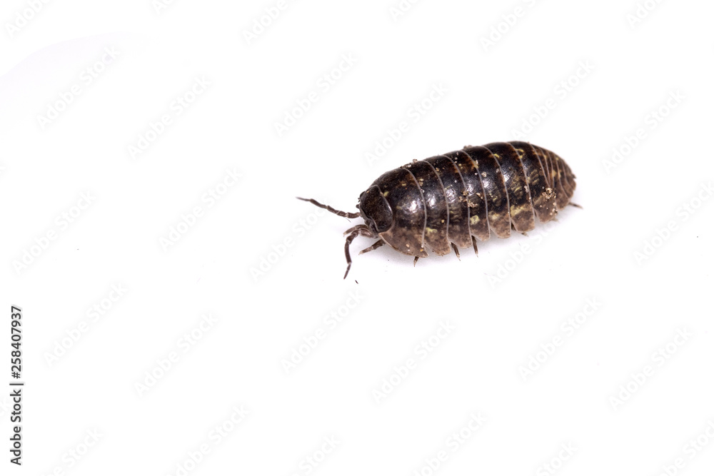 Woodlouse Wood Louse crustacean On White Background Woodlouse Wood Louse crustacean On White Background