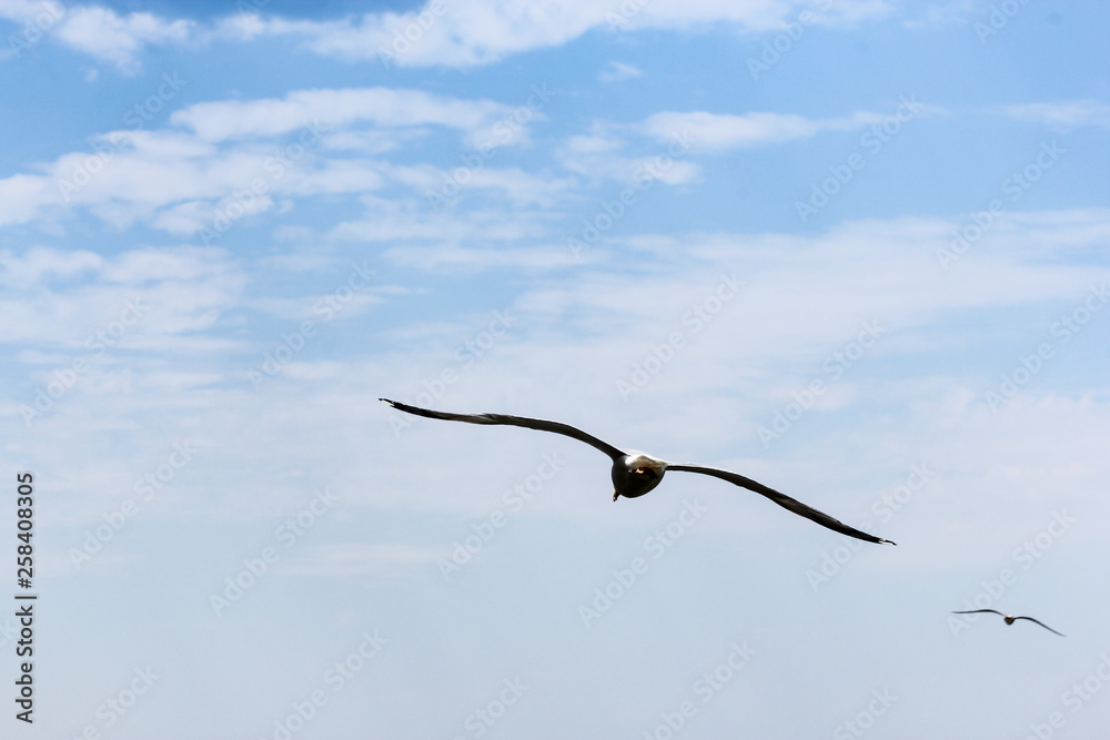 Seagull on the background of clouds. Seagull on the background of clouds.