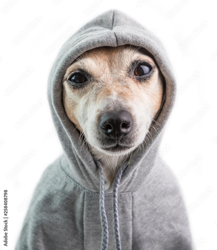 a serious focused look with contempt. Haughty judgmental dog face in hood. Funny dog calm mood. White background Stock Photo | Adobe Stock a serious focused look with contempt. Haughty judgmental dog face in hood. Funny dog calm mood. White background Stock Photo | Adobe Stock