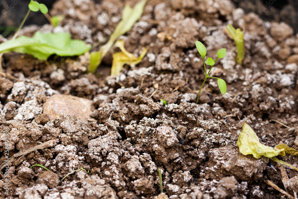 The seedling are growing from the rich soil, ecology concept The seedling are growing from the rich soil, ecology concept