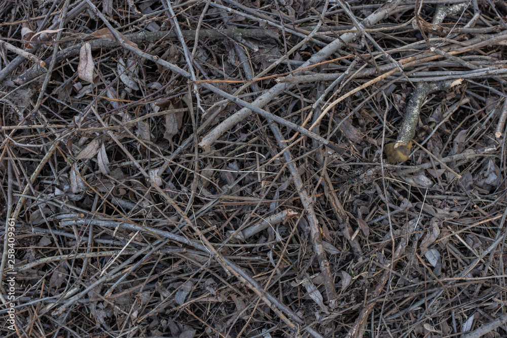 texture of chopped off branches texture of chopped off branches