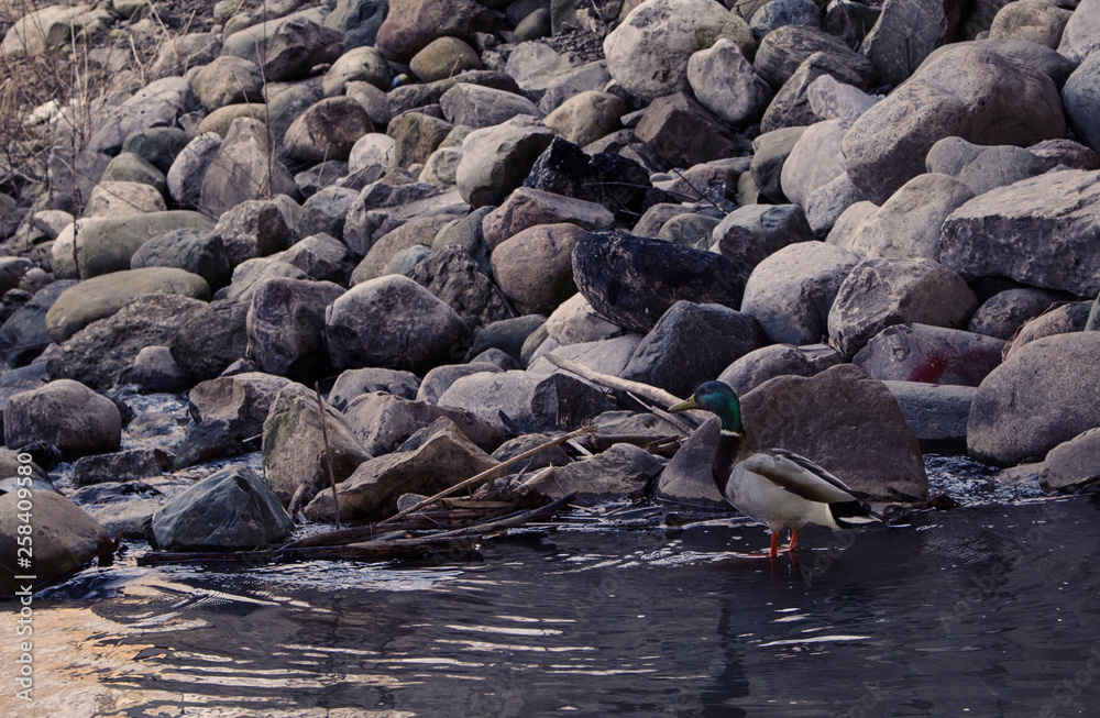 Duck on shore of river Duck on shore of river