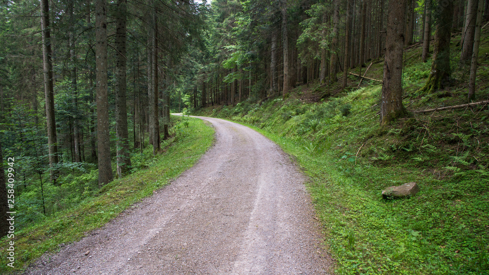 street through forest