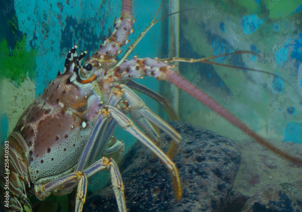 The Caribbean Spiny lobster (Panulirus argus) The Caribbean Spiny lobster (Panulirus argus)