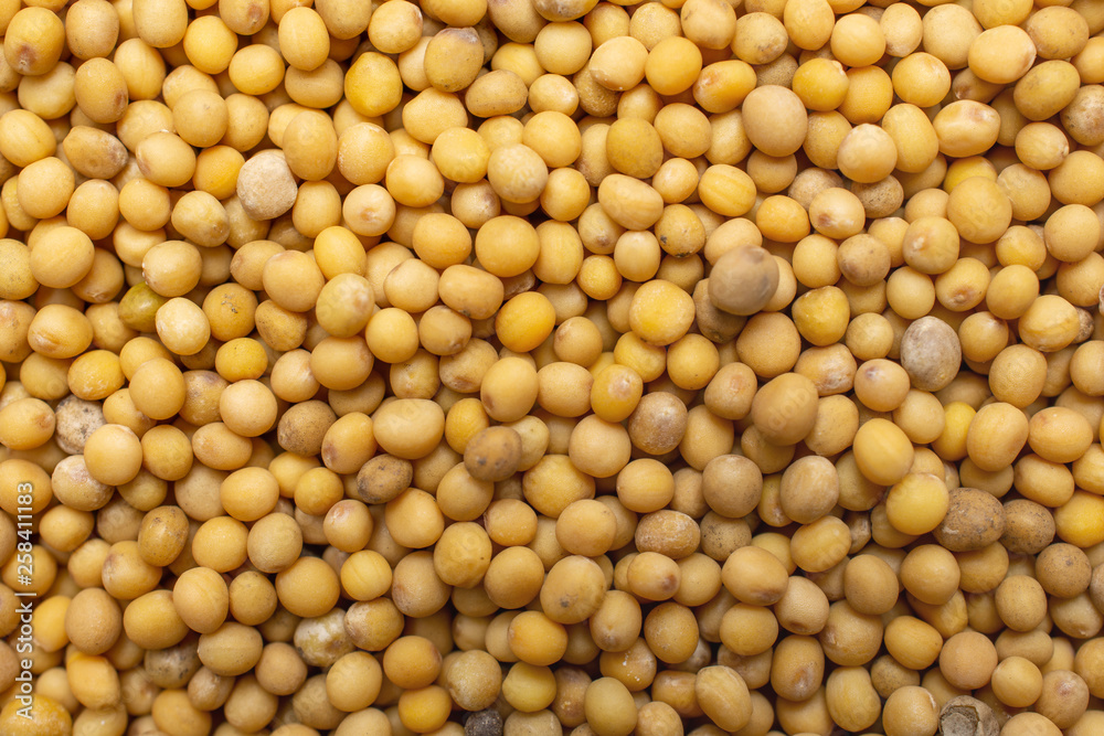 Closeup of lot of whole white mustard seeds flatlay isolated Closeup of lot of whole white mustard seeds flatlay isolated