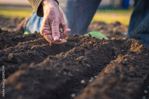 Fototapeta Farmer´s hand planting seed of green peas into soil