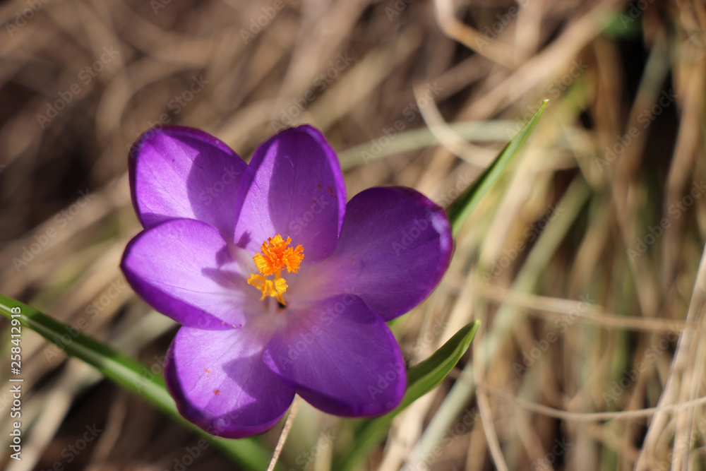 Lila Krokus im Sonnenlicht Lila Krokus im Sonnenlicht