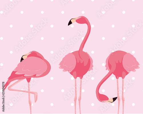 flock of elegant flamingos birds dotted background
