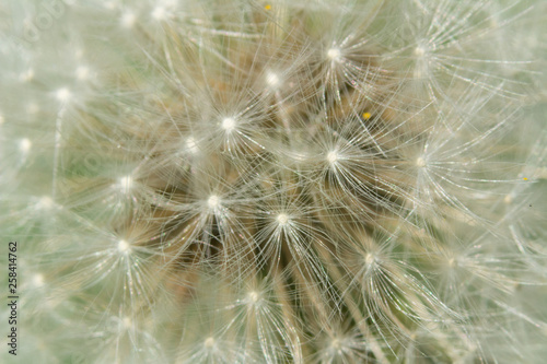 closeup of dandelion on green background