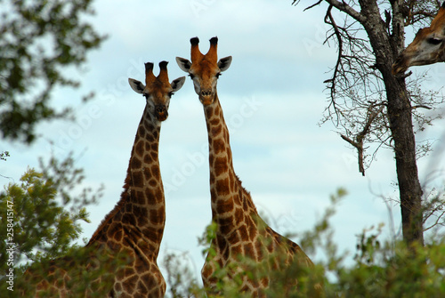 Canvas Print Two giraffes