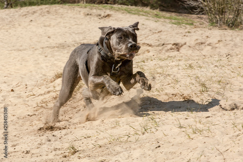 Zwarte Deense dog springt op uit het zand