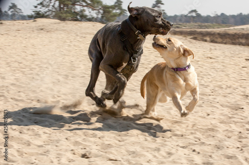 Duitse dog en labrador spelen in de duinen