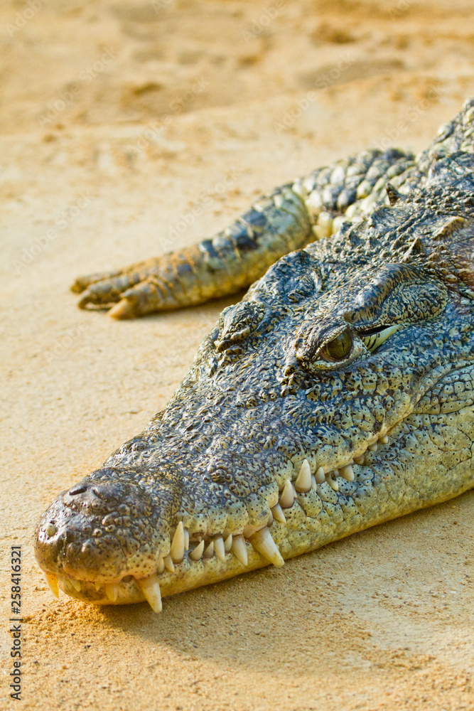 Naklejka premium Nilkrokodil (Crocodylus niloticus)