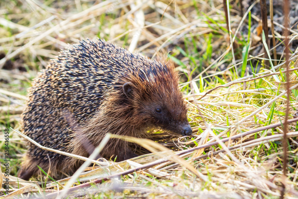 Hedgehog Erinaceus europaeus in search for food Hedgehog Erinaceus europaeus in search for food