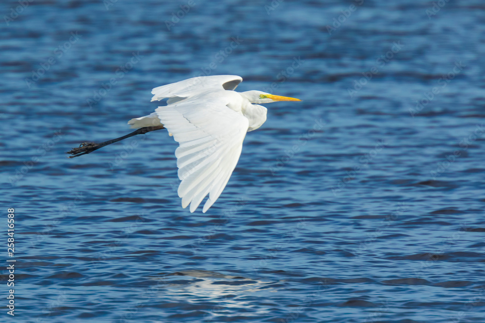 Great egret Ardea alba waterfowl closeup Great egret Ardea alba waterfowl closeup
