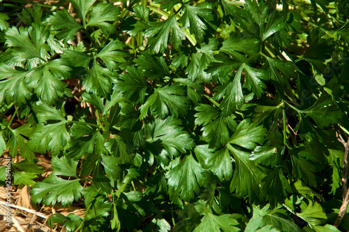 Close up top view of lush full organic Italian curly parsley plant growing in backyard garden. © Stephen Orsillo