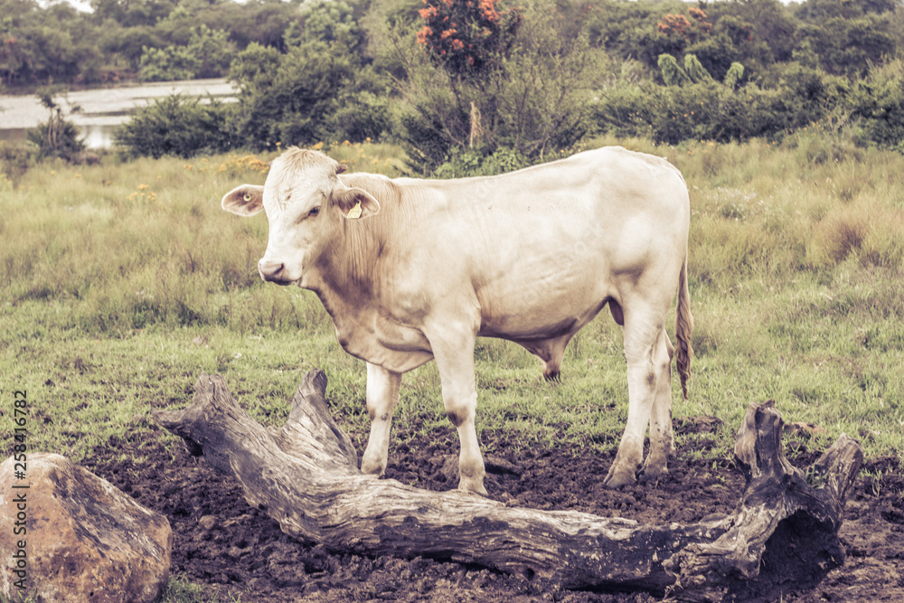 White bull on the farm surrounded by grass and trees White bull on the farm surrounded by grass and trees