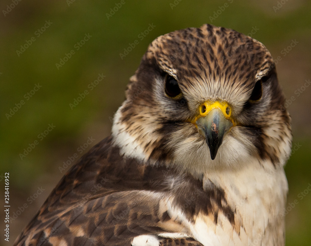 Sakerfalke, Saker oder Würgfalke (Falco cherrug)