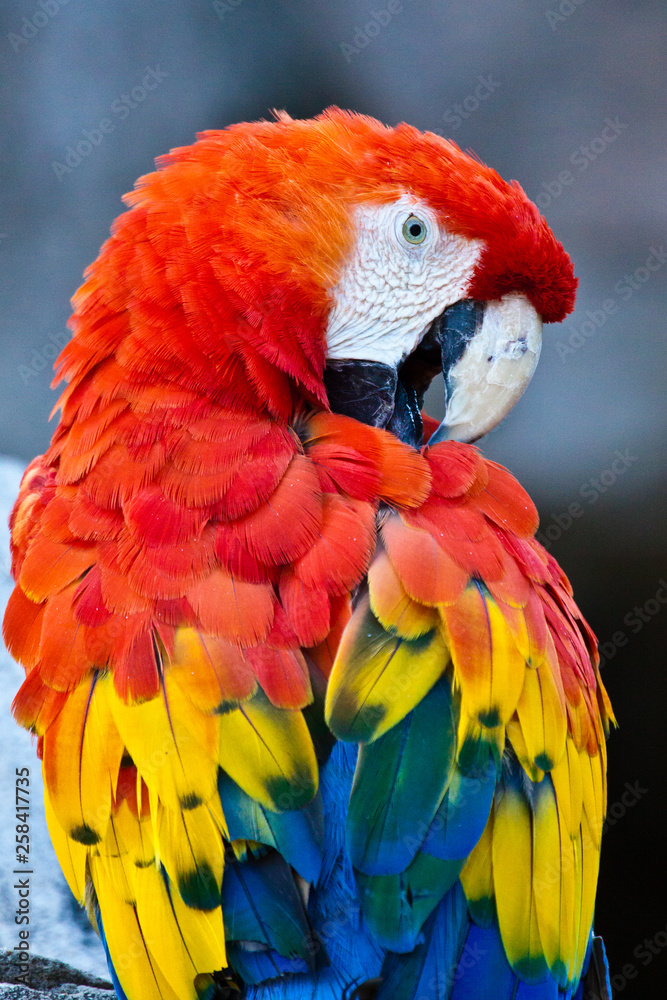 Naklejka premium Hellrote Ara (Ara macao)