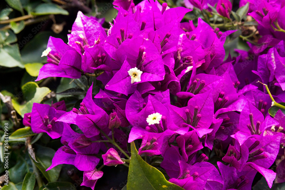 Beautiful purple, pink and yellow flowers of the bougainvillea plant on a background of leaves. Evergreen curly shrub. Beautiful purple, pink and yellow flowers of the bougainvillea plant on a background of leaves. Evergreen curly shrub.