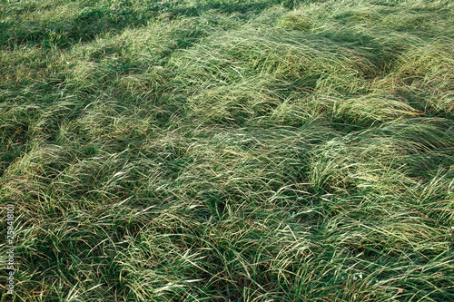 фотографія Wind blows at the green grass field