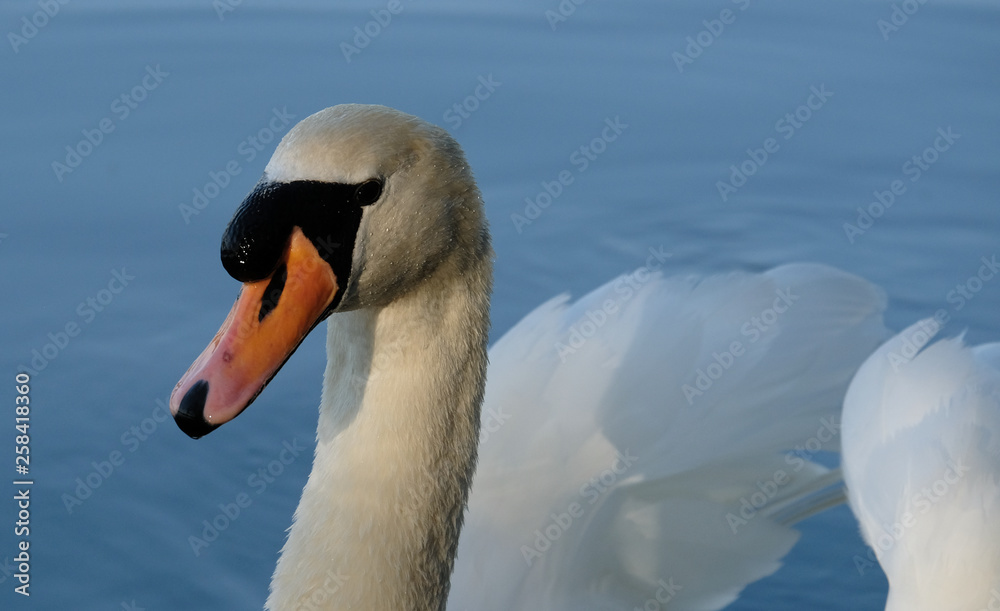 Fototapeta premium Proud swan