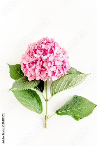Beautiful, pink hydrangea flower on white background. Floral concept. Flat lay, top view. 