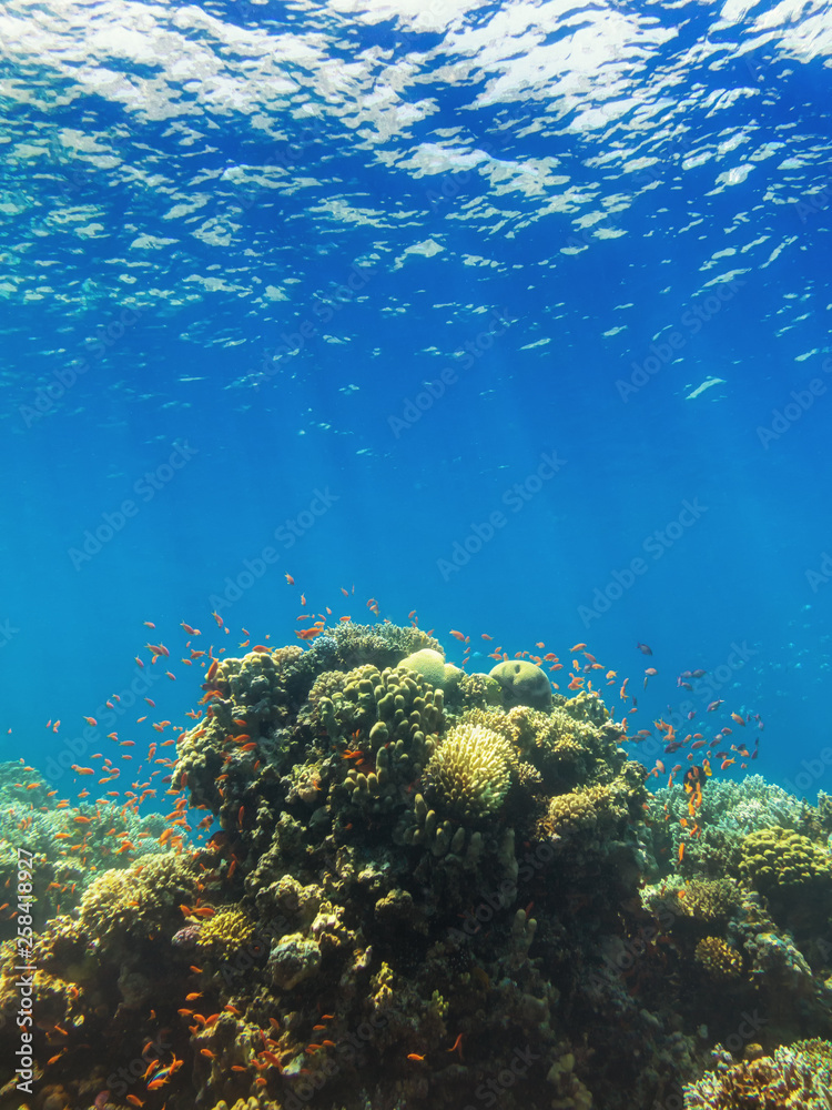 sea reef and water depth
