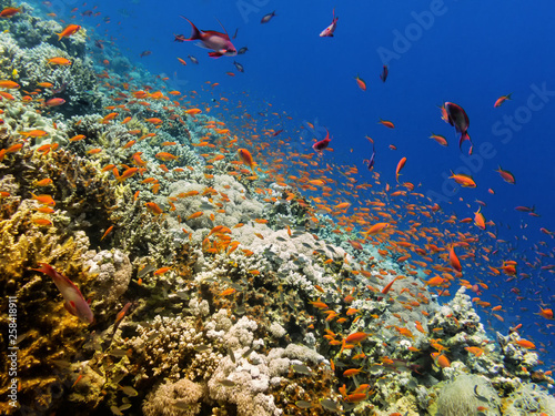 residents marine reef
