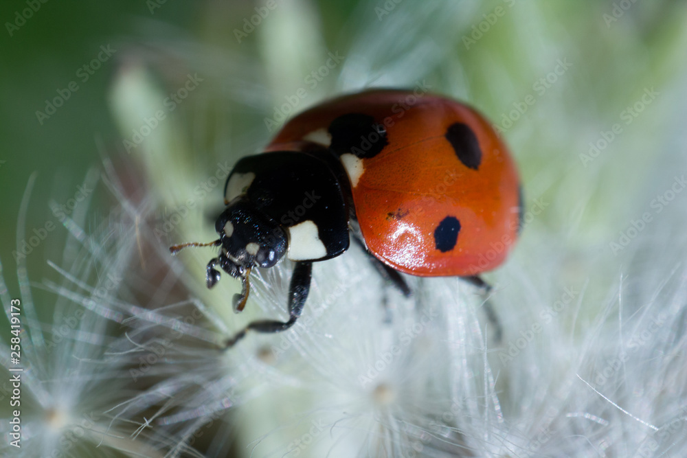 ladybird on a flower ladybird on a flower