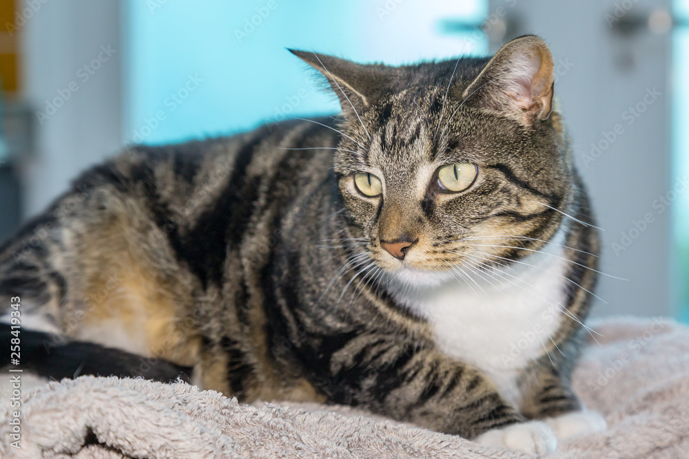 A tabby cat laying down, with a shallow depth of field