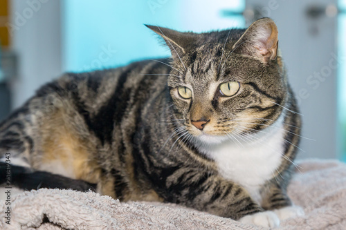 A tabby cat laying down, with a shallow depth of field
