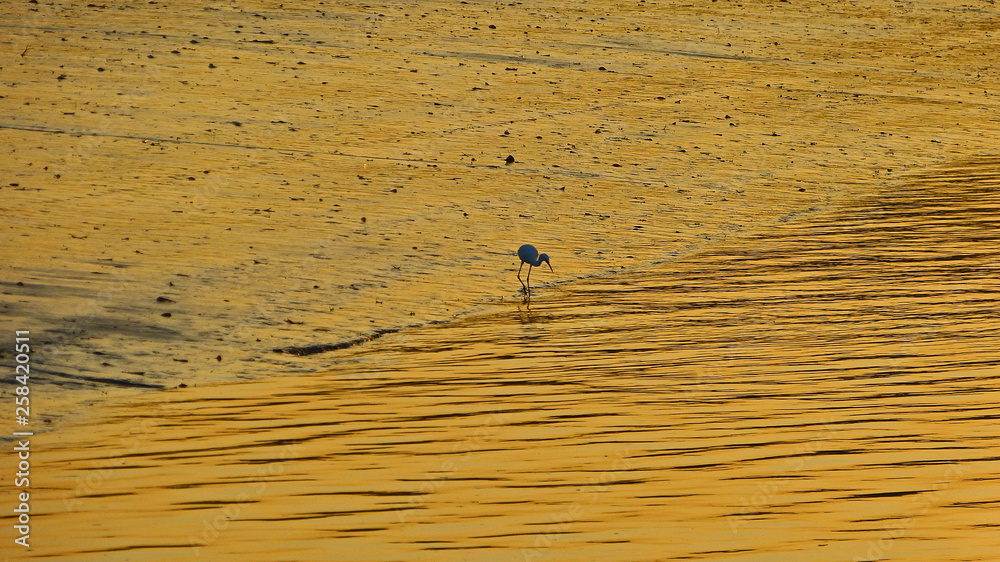 heron in golden light heron in golden light