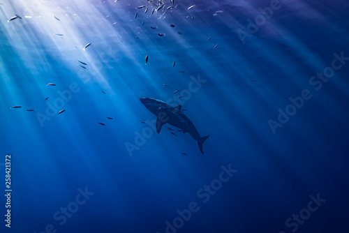 Fotografie Great White Light | Isla Guadalupe