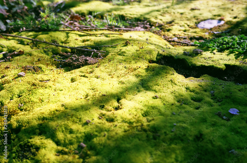 A meadow, covered with moss, lit with bright sunlight. copy space. rich, bright, natural background