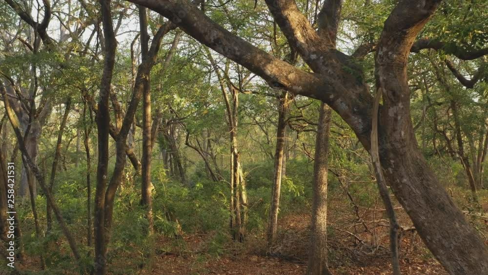 Slow drone flight under tree branch. Dry forest jungle. Guanacaste Province, Costa Rica, Central America. Slow drone flight under tree branch. Dry forest jungle. Guanacaste Province, Costa Rica, Central America.