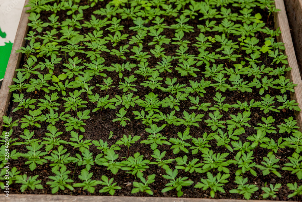 seedlings in peat pots.Baby plants seeding, black hole trays for agricultural seedlings.The spring planting. Early seedling , grown from seeds in boxes at home on the windowsill. Agriculture, garden seedlings in peat pots.Baby plants seeding, black hole trays for agricultural seedlings.The spring planting. Early seedling , grown from seeds in boxes at home on the windowsill. Agriculture, garden