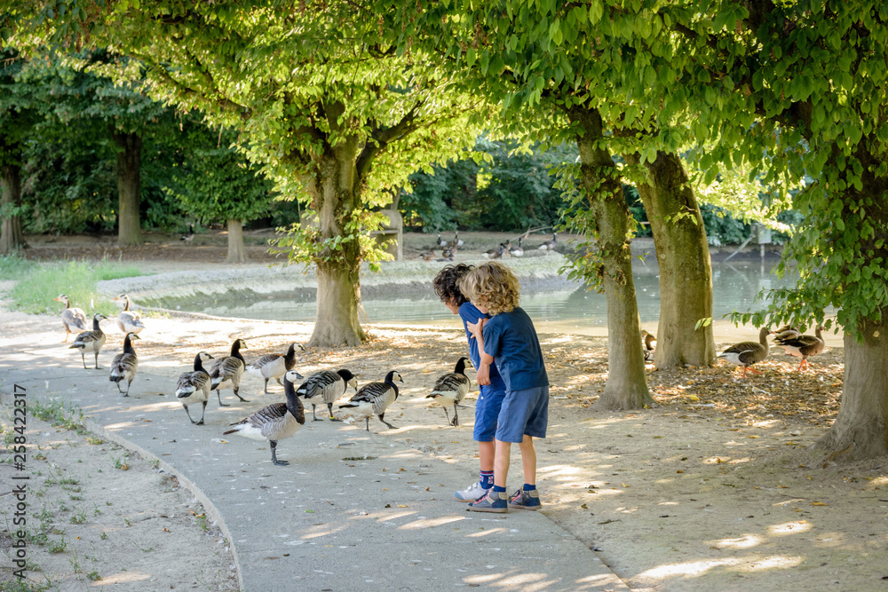 Fototapeta premium two young boys surrounded by ducks: how to overcome fear.