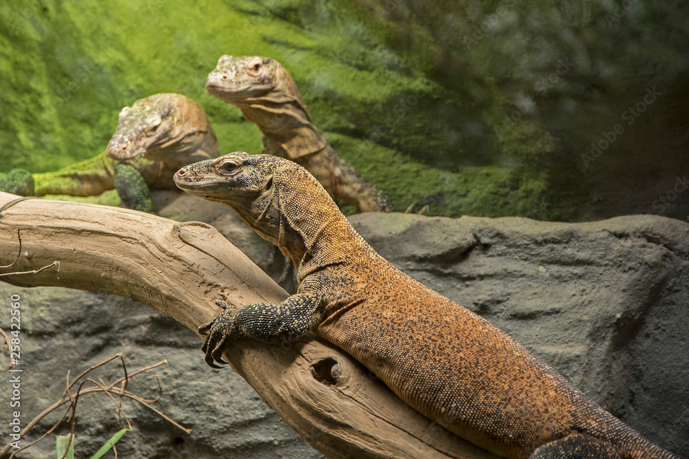 Fototapeta premium Image of Komodo dragon