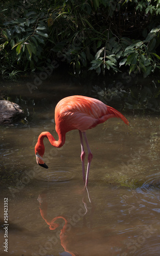 Pink Flamingo Wildlife Side Profile Image - Beautiful Tropical Bird with Bright Feathers  Flamingo standing in shallow water  searching for food. Wading bird in the Phoenicopteridae family.