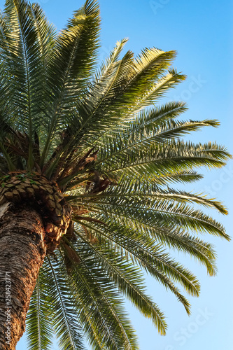 Palm leaves on blu sky